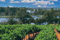 Riverland Vineyards 1920X800