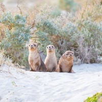 Three seals perched together in the sandy shores of Seal Bay on Kangaroo Island