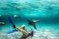 Sealions Blythisland 1920X800