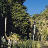 People walking across the boardwalk in Waterfall Gully