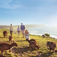 A group of tourists interacting with kangaroos on the clifftops of Kangaroo Island